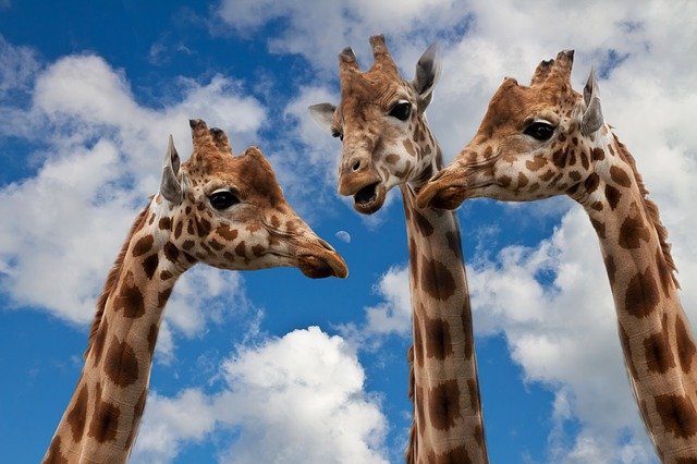 giraffes having a conversation